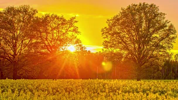 Vivid Yellow Orange Hues Sunset Rapeseed Farm Field Timelapse — Vídeos de Stock