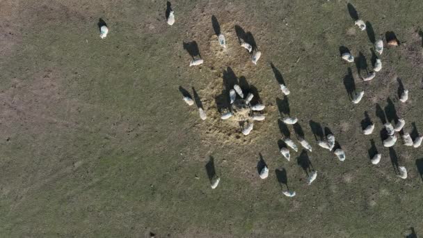 Rosedale Abbey North York Moors National Park Overhead Shot Sheep — Vídeo de Stock