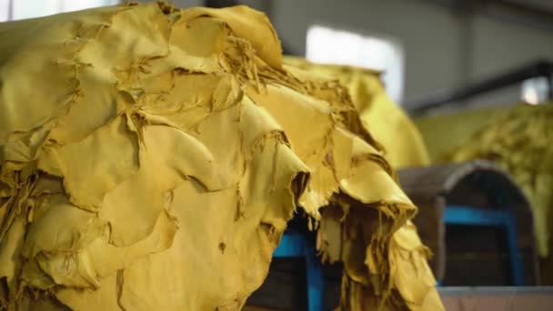 Closeup Animal Hides Leather Production Factory Textile Manufacturing — Vídeo de Stock