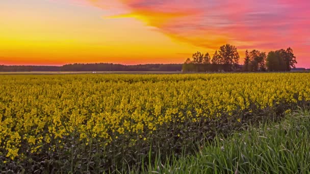 Vibrant Sky Sunrise Bright Yellow Rapeseed Farm Land Time Lapse — Stock Video