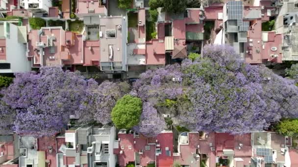 Drone Shot Jacarandas Growing Mexico City — Vídeo de Stock
