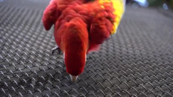 Colorful Parrot Climbing Wall Reach Camera Close Beautiful Animal — Vídeo de Stock