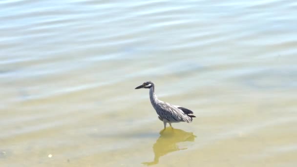 Een Vogels Wandelen Het Water Het Nationale Park Van Tampico — Stockvideo