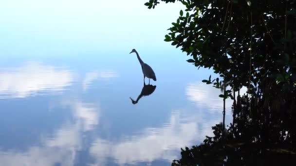 Reflektionen Fågel Som Står Sjön Utan Att Röra Sig Nationalparken — Stockvideo