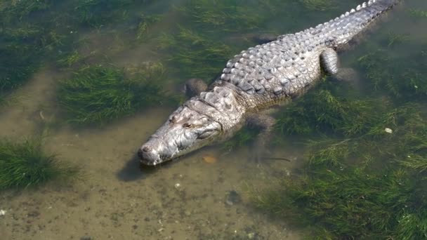 Krokodýl Stojící Vodě Hluboko Čekající Jídlo Veracruz Tampico — Stock video