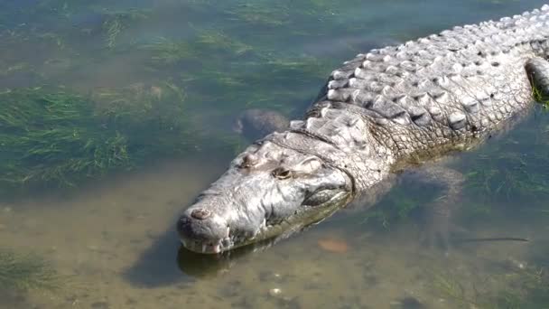 メキシコのタンピコの湖の水の中に立っているワニのクローズアップ — ストック動画