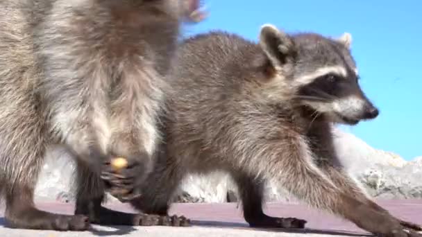 Close Raccoon Running Wild Free Harbor Tampico Veracruz Mexico — Stok video