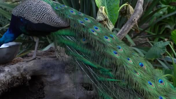 Stunning Peacock Its Long Colorful Tail Walking Free Safari Teotihuacan — Vídeos de Stock