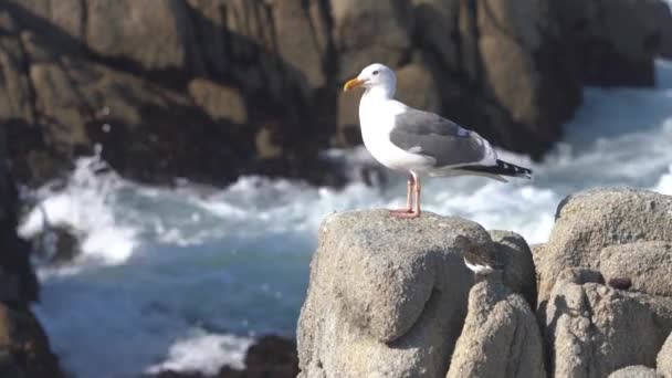 Sea Gull Sharing Rock Smaller Seabirds Monterey Bay California — Wideo stockowe