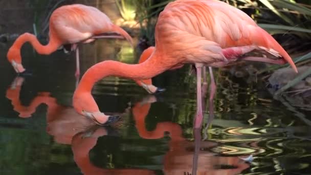 Flamingi Pijące Wodę Jeziora Safari Teotihuacan Meksyk — Wideo stockowe