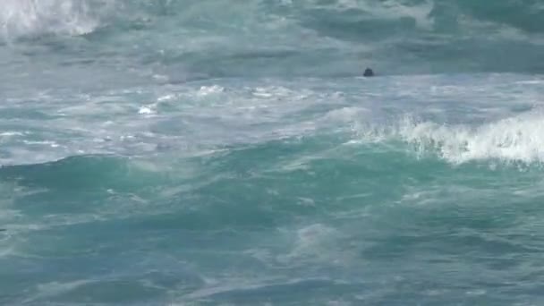 Lontras Marinhas Sul Nadando Através Águas Turbulentas Baía Monterey Califórnia — Vídeo de Stock