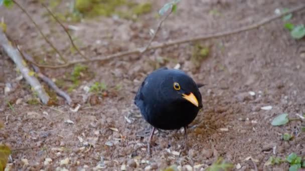 Blackbird Searches Sunflower Seeds Dry Brown Ground Finds Them Few — Vídeos de Stock