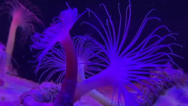 Röhrenanemonen Graben Sich Bei Wenig Licht Unter Wasser Den Sand — Stockvideo