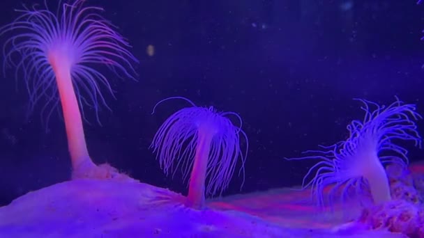 Tube Anemones Nutrient Rich Low Light Water — Wideo stockowe