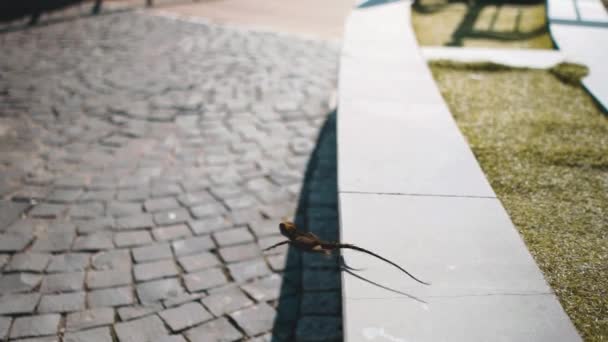 Lagarto Cruza Puente Dorado Vietnam Movimiento Lento — Vídeos de Stock