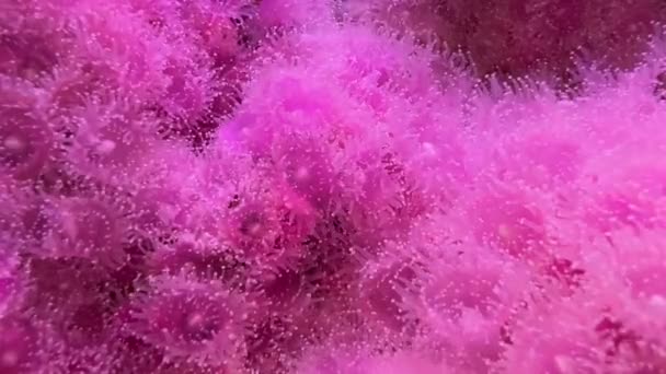 Кластерные Розовые Клубничные Анемоны Поисках Пищи — стоковое видео