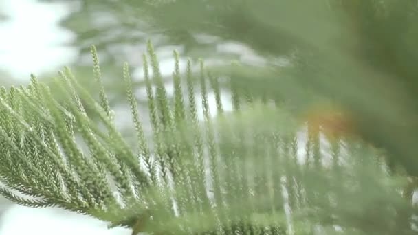 Lambat Pan Left Shot Green Pine Tree Branches Bokeh Background — Stok Video