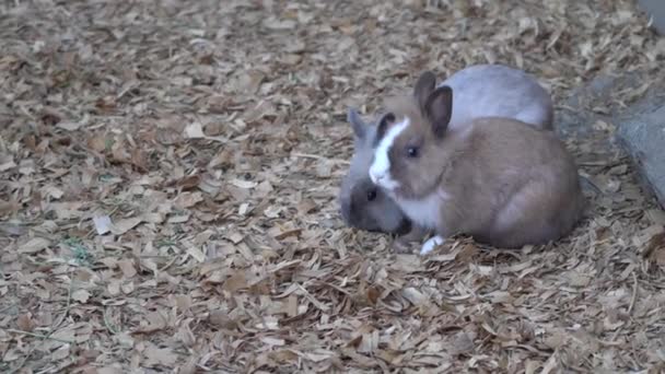 Bunnies Cute Soft Cuddly Adorable — Stockvideo