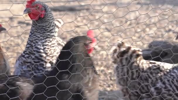 Çiftlikte Kafesteki Tavuklar — Stok video