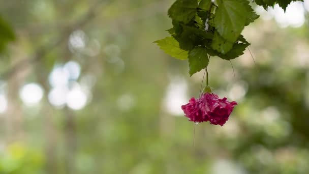 Het Ophangen Van Red Flower Hibiscus Rosa Sinensis Tegen Green — Stockvideo