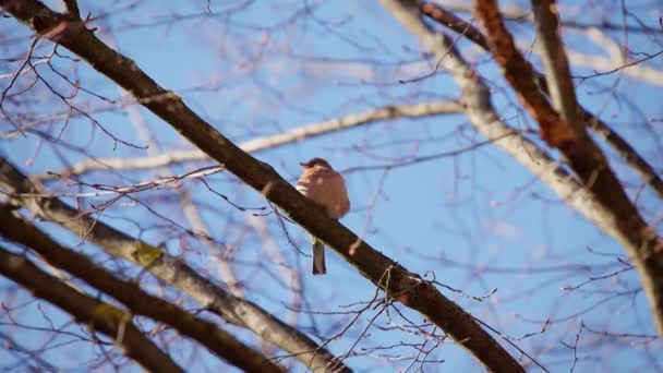 Помаранчевий Маленький Птах Густим Пір Сидить Гілці Прекрасному Весняному Сонці — стокове відео