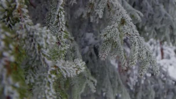 Ijstak Van Een Dennenboom Die Winters Wind Waait Het Groen — Stockvideo