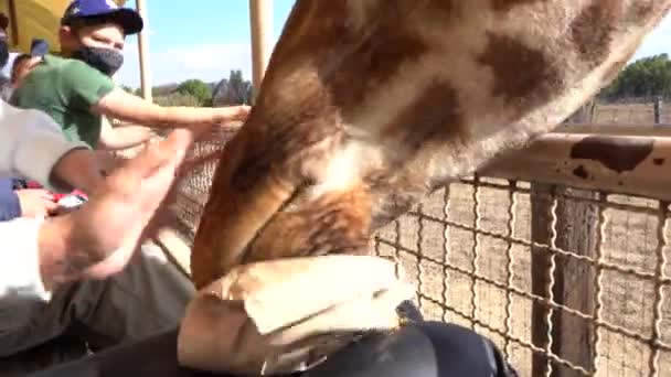 Żyrafa Jedząca Torby Odwiedzających Siedzącej Samochodzie Safari Teotihuacan Meksyk — Wideo stockowe