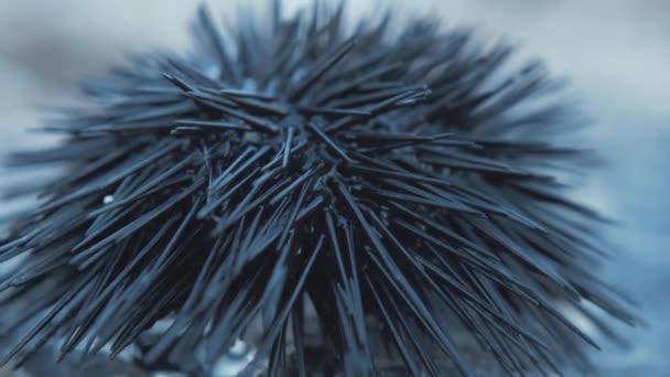 Sea Urchin Alive Shoreline Close — стоковое видео