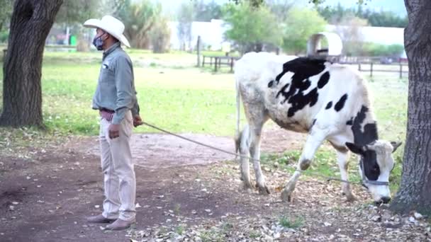Man Walking Cow Safari Teotihuacan Mexico — Vídeos de Stock