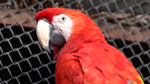 Colorful Parrot Looking Camera Safari Teotihuacan Mexico — Wideo stockowe