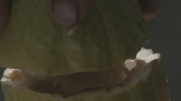 打开一个可可豆荚 找到里面有豆子的多汁纸浆 — 图库视频影像