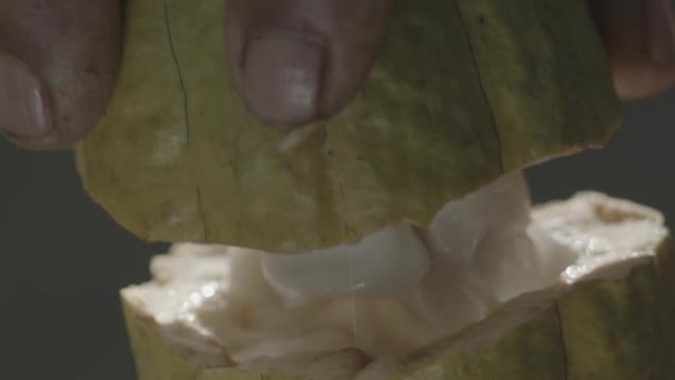カカオポッドを開いて チョコレートを作るために使用される中の生のパピー豆を見つける 孤立したスローモーション — ストック動画