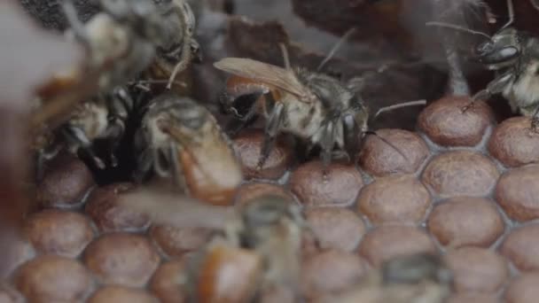 Honeybees Amazon Rainforest Fill Wax Cells Pollen Busy Hive Slow — Video