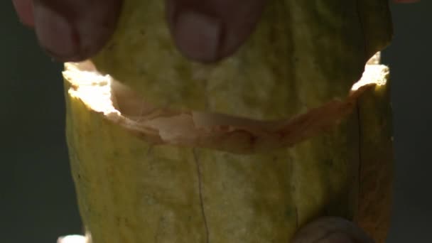 打开可可可豆豆荚 在精致的水果中找到新鲜的 生硬的豆子 与外界隔绝 — 图库视频影像
