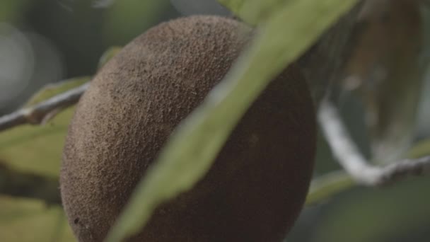 Atteindre Pour Cueillir Fruit Cupaucu Poussant Sur Arbre Ralenti Près — Video