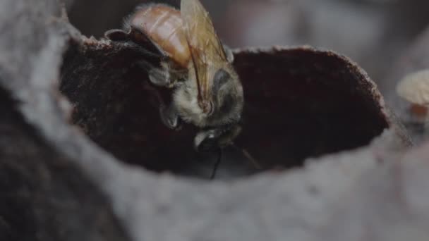Macro View Honeybees Amazon Rainforest Enter Exit Beehive Slow Motion — 비디오