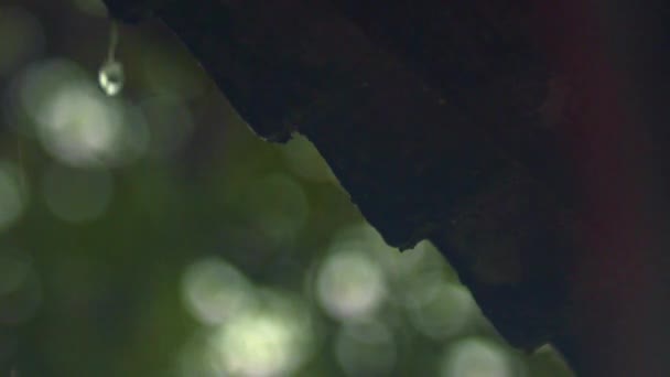 雨滴はアマゾン熱帯雨林のゆっくりとした動きの中で木の足を転がし — ストック動画