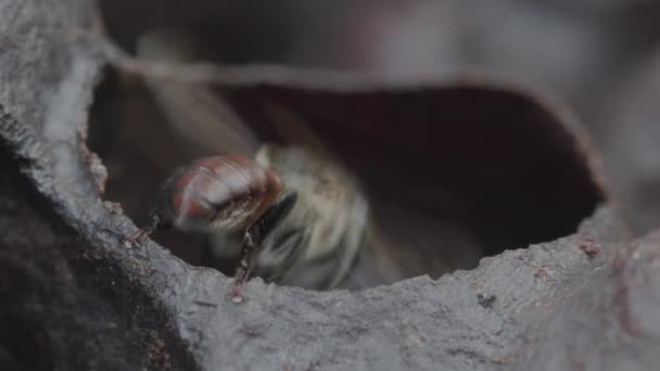 Honingbijen Het Amazoneregenwoud Die Bijenkorf Binnenkomen Verlaten — Stockvideo