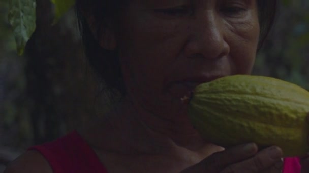 Inspecting Examining Freshly Harvested Organic Cacao Pod Senior Indigenous Woman — Stockvideo