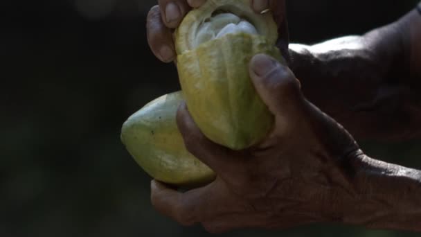 Maak Een Cacaopod Open Verse Pulpvruchten Inspecteren Waar Bonen Zich — Stockvideo