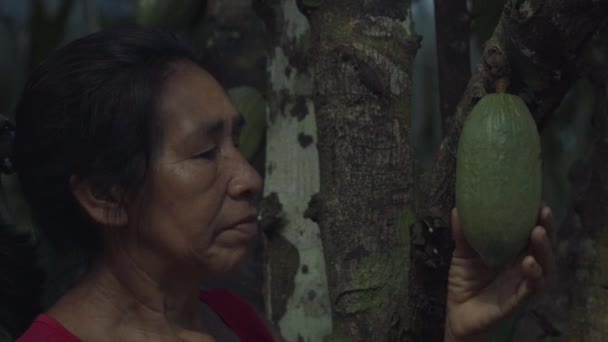 Senior Indigenous Woman Inspects Cacao Pod Still Theobroma Tree Amazon — Stock video