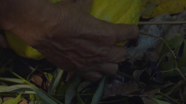 Placing Two Freshly Picked Cacao Pods Ground Collection — Vídeo de Stock