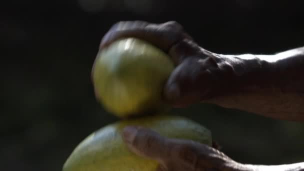 Breaking Open Cacao Pods Hitting Them Each Other Slow Motion — Vídeos de Stock