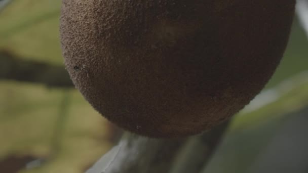 Χνουδωτός Καστανός Καρπός Του Δέντρου Cupuacu Ώριμος Στο Δέντρο Του — Αρχείο Βίντεο