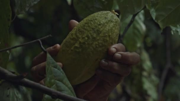 Plocka Mogen Kakao Kapsel Från Theobroma Cacao Träd Amazonas Regnskog — Stockvideo