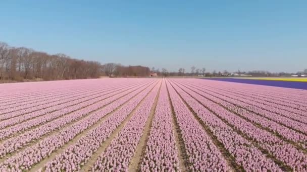 Vista Jácinth Hyacinthus Orientalis Mezőgazdasági Terület Tavasz Folyamán Hollandiában Légi — Stock videók