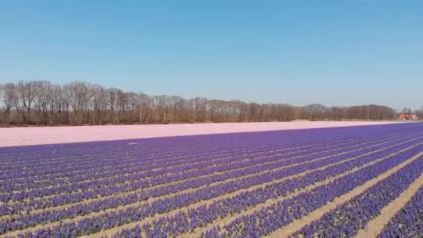 Fly Dutch Flower Fields Growing Hyacinthus Orientalis Netherlands Aerial Drone — Stock Video