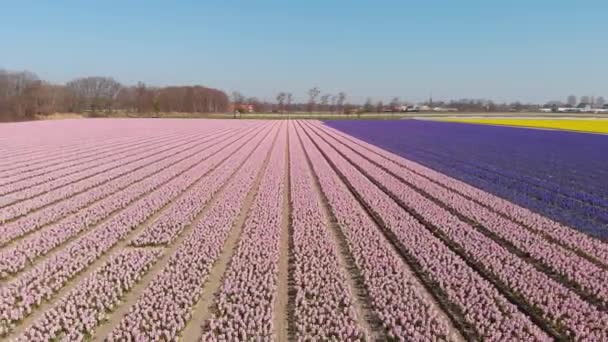 Fields Blooming Hyacinth Hyacinthus Orientalis Countryside Netherlands Aerial Pullback — Stock Video