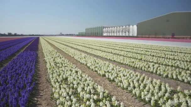 Mirando Través Filas Colorido Campo Flores Jacinto Primavera Panorámica Izquierda — Vídeos de Stock