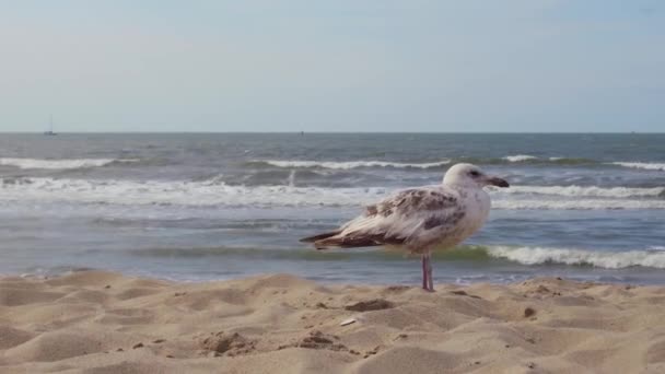 Young Herring Gull Stands Sandy Beach North Sea Background — стокове відео